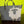 Load image into Gallery viewer, *SHEEP Tote - SMALL