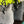 Load image into Gallery viewer, *SHEEP Tote - SMALL