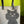 Load image into Gallery viewer, *CAT LADY Pocket Tote - LARGE